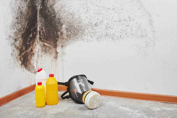 Mold Removal Process in Del Rio, TX
