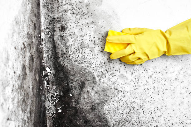 Best Commercial Mold Removal  in Del Rio, TX