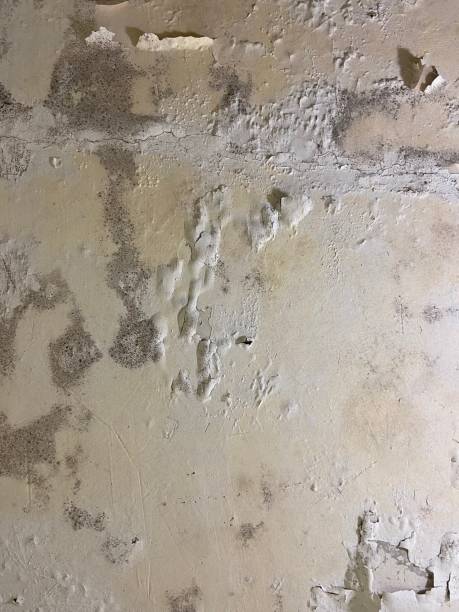 Best Mold Testing  in Del Rio, TX