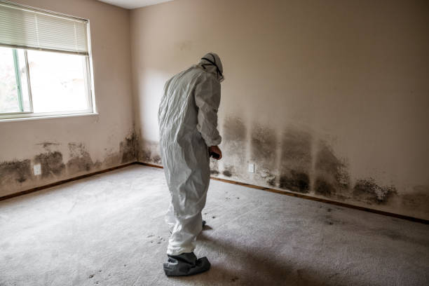 Best Certified Mold Removal  in Del Rio, TX