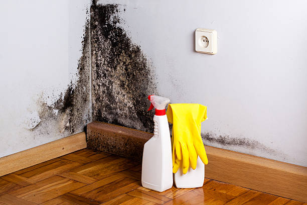 Best Certified Mold Removal  in Del Rio, TX