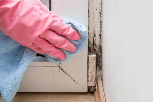 Best Office Mold Removal Services  in Del Rio, TX